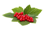 ripe red currant