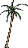 Isolated Cartoon Coconut Palm