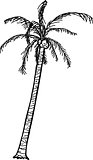 Outlined Coconut Palm