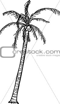 Outlined Coconut Palm