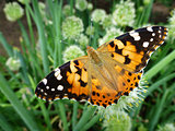 Butterfly in flowers of the green onion