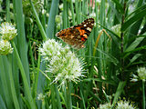 Butterfly on flower of the green onion
