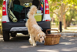 Domestic dog in car trunk