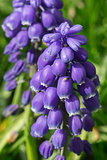 Closeup of Blue Grape Hyazinth