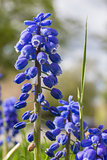Closeup of Blue Grape Hyazinth Flower