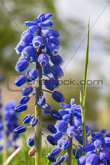 Closeup of Blue Grape Hyazinth Flower
