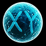 X and Y chromosome in cell