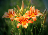 Orange lily 