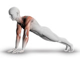 3D male medical figure with partial muscle map in yoga pose