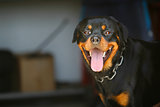 Portrait of nice young rottweiler