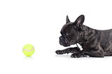 dog and tennis ball