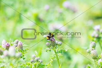bee on a wild growing thistle