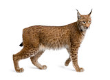 Eurasian Lynx, lynx lynx, 5 years old, standing, studio shot