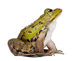 side view of a Edible Frog looking up - Rana esculenta