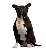 Crossbreed dog sitting in front of a white background