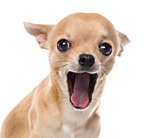 Close-up of a Chihuahua yawning in front of white background