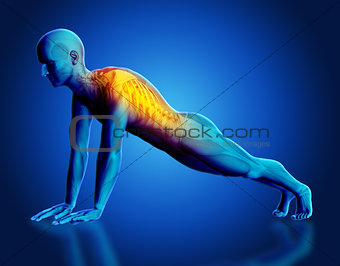 3D male medical figure with spine highlighted in yoga pose