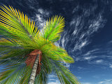 3D render of looking up a palm tree towards the sky