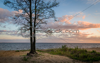 Tree on the seashore sunset view