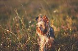 Puppy yorkshire terrier outdoor.