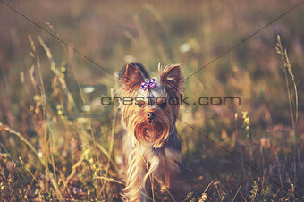 Puppy yorkshire terrier outdoor.