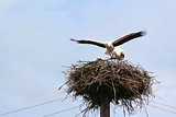 Storks on the nest on a background of blue sky