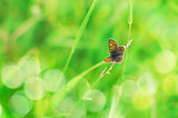 Beautiful butterfly on natural bokeh background