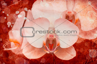 White orchid on a red background