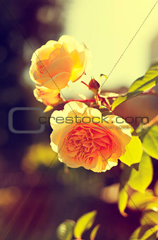 romantic background, yellow rose, summer flower