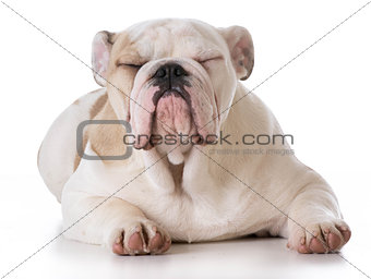 bulldog puppy laying down