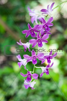 Purple orchid branch on nature background