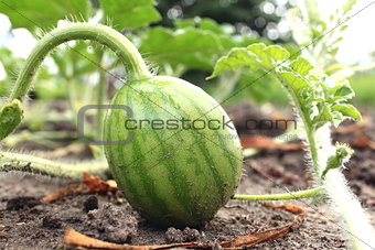 young small watermelon in the garden in fine clear weather close-up
