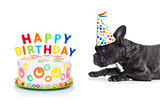happy birthday dog and cake 