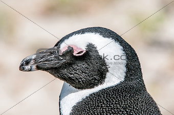 African penguin, also known as the jackass penguin or black-foot