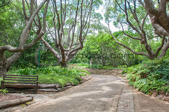Walkway in the  Kirstenbosch National Botanical Gardens