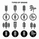 Types of grains, cereals icons - wheat, rye, barley, oats