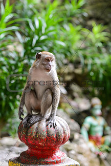 Monkey near the cave in Malaysia