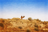 Arabian Camel graze at the Israeli Negev Desert.