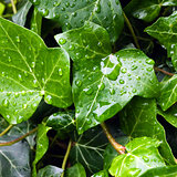Ivy leaf with rain drops