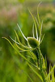 Green plant with egg-shaped head (teasel)