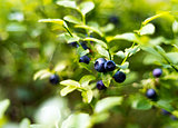 Bilberry, whortleberry or European blueberry