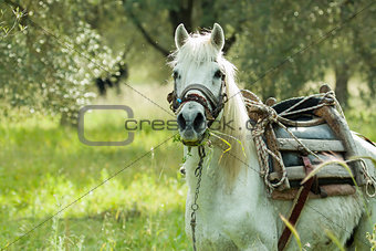 Horse on Lesvos
