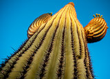 Saguaro Cactus at Sunset