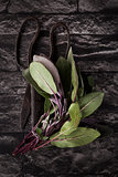 Sage leaves. Culinary aromatic herbs.