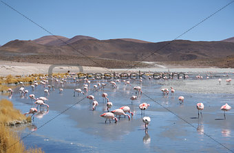 Pink flamingos in wild nature landscape