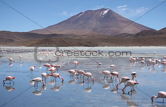 Flamingos in Laguna Hedionda, Bolivia, Atacama desert
