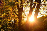 Sunset in the autumn forest. Beautiful Season Background.