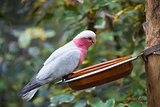 Galah cockatoo  is a common parrot of Australia
