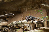 chimpanzee sleep