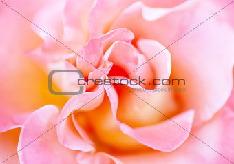 Blurred soft romantic pink rose in vintage style 
